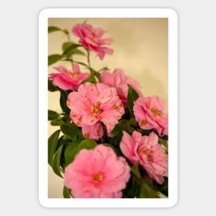 Camellia flowers Sticker